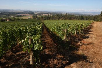 Stoller Vineyards lies on the edge of the Dundee Hills AVA. <b>Photo by Rockne Roll